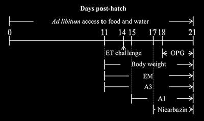 Anticoccidial activity of natural plants extracts mixture against Eimeria tenella: An in vitro and in vivo study